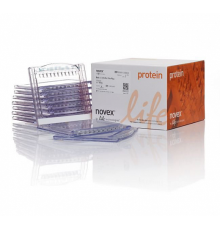 Гель полиакриламидный Bolt Bis-Tris Mini Protein Gel, 8 х 8 см, 10 лунок, 10%, Thermo FS