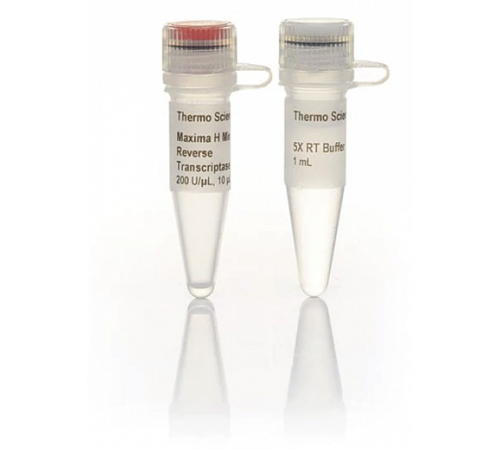 Транскриптаза обратная Maxima H minus, Thermo FS Транскриптаза обратная Maxima H minus, Thermo FS